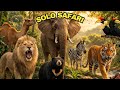 SOLO SAFARI 2026 WILD ANIMALS AT THE SAFARI PARK ZOO Zoo