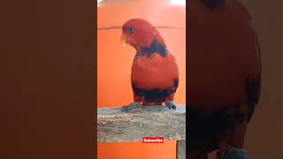 Download lagu Nuri merah, mungil & manis#shorts mp3