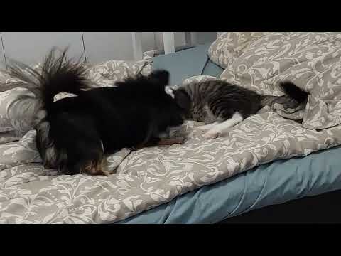 Cat and dog, Jerry and Roki