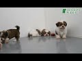 Shih Tzu dogs for sale: Zoomer - Video 1