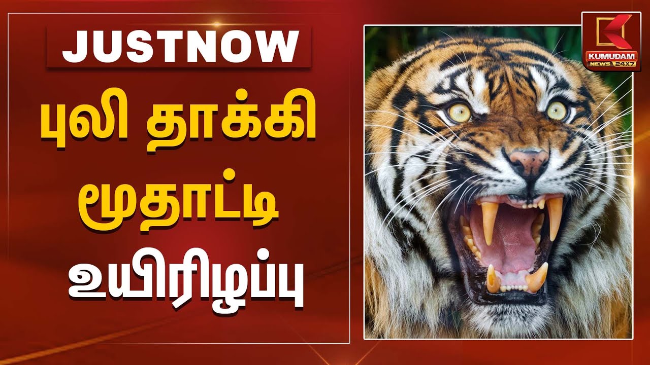 புலி தாக்கி மூதாட்டி உயிரிழப்பு | Tiger Attack
