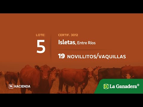 Lote Novillitos / Vaquillonas en Isletas