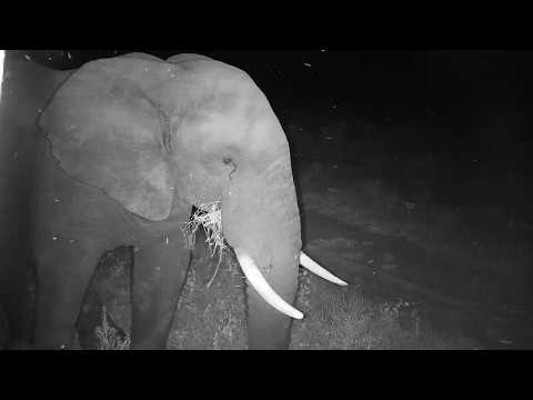 Djuma: Lone Elephant bull - 19:58 - 03/07/20