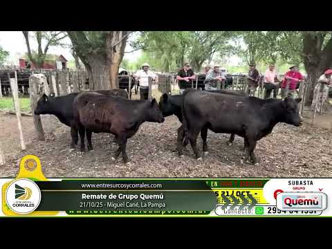 21-10-25 - Remate de Grupo Quemú  - Miguel Cané, La Pampa