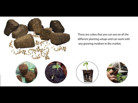 Colmo Smart Hydroponic Sponge Plugs Perfect for Fast Seed Root and Seed Starter and Cut Cloning😍😍