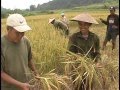 Rice Harvesting Systems English