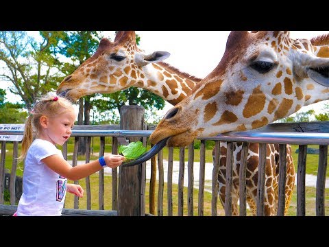 Влог в зоопарке Майами Настя кормит жирафов