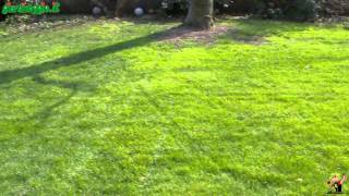 Introduzione insetti delle piante