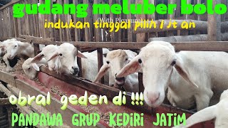 Download lagu SPECIAL CHEAP JOSS LAMB WHOLESALE PLACE STARTING AT 850 STOCK IS OVERWHELMING WA 085234286172 pad... mp3 Download lagu SPECIAL CHEAP JOSS LAMB WHOLESALE PLACE STARTING AT 850 STOCK IS OVERWHELMING WA 085234286172 pad... mp3