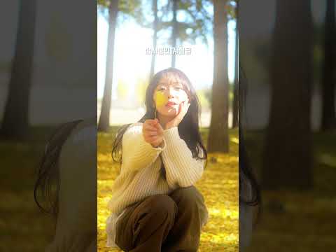 황금빛으로 물드는 가을의 절정, 고령 다산 은행나무숲