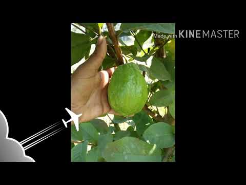 Nafisa Apple ber nassarey