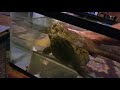 Can African Bullfrogs Swim