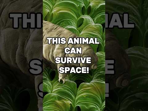 Meet the Toughest Animal on Earth!