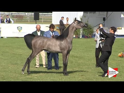 3rd - N.9 AJA CAPRICE - Chantilly 2016 ABCE - Yearling Fillies (Class 1A)