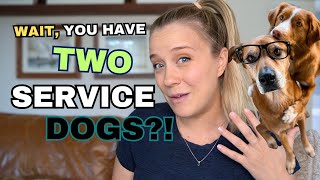 Why do I have several service dogs??