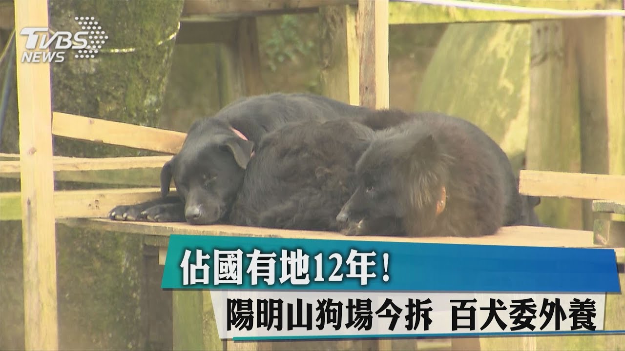 佔國有地12年!陽明山狗場拆除 百犬委外養