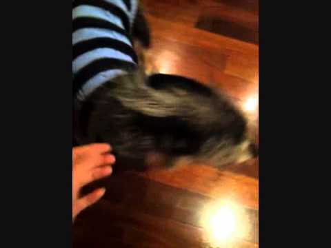 Jabber-wocky's story