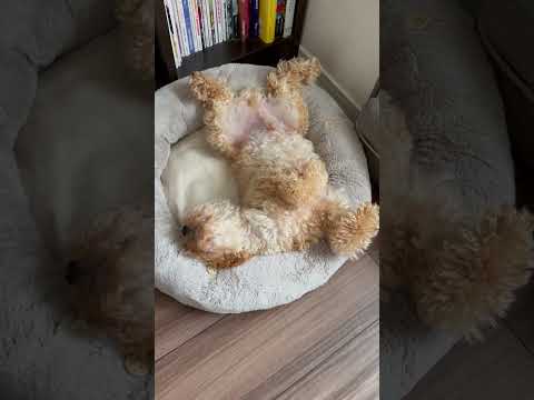 経営学科 へそ天するトイプードル11ヶ月 #toypoodle #トイプードル #puppy
