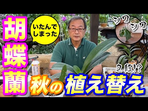 蘭を植え替えるべきですか? 湿った中空の黒い根を切ります。 古い固着堆肥を取り除きます。