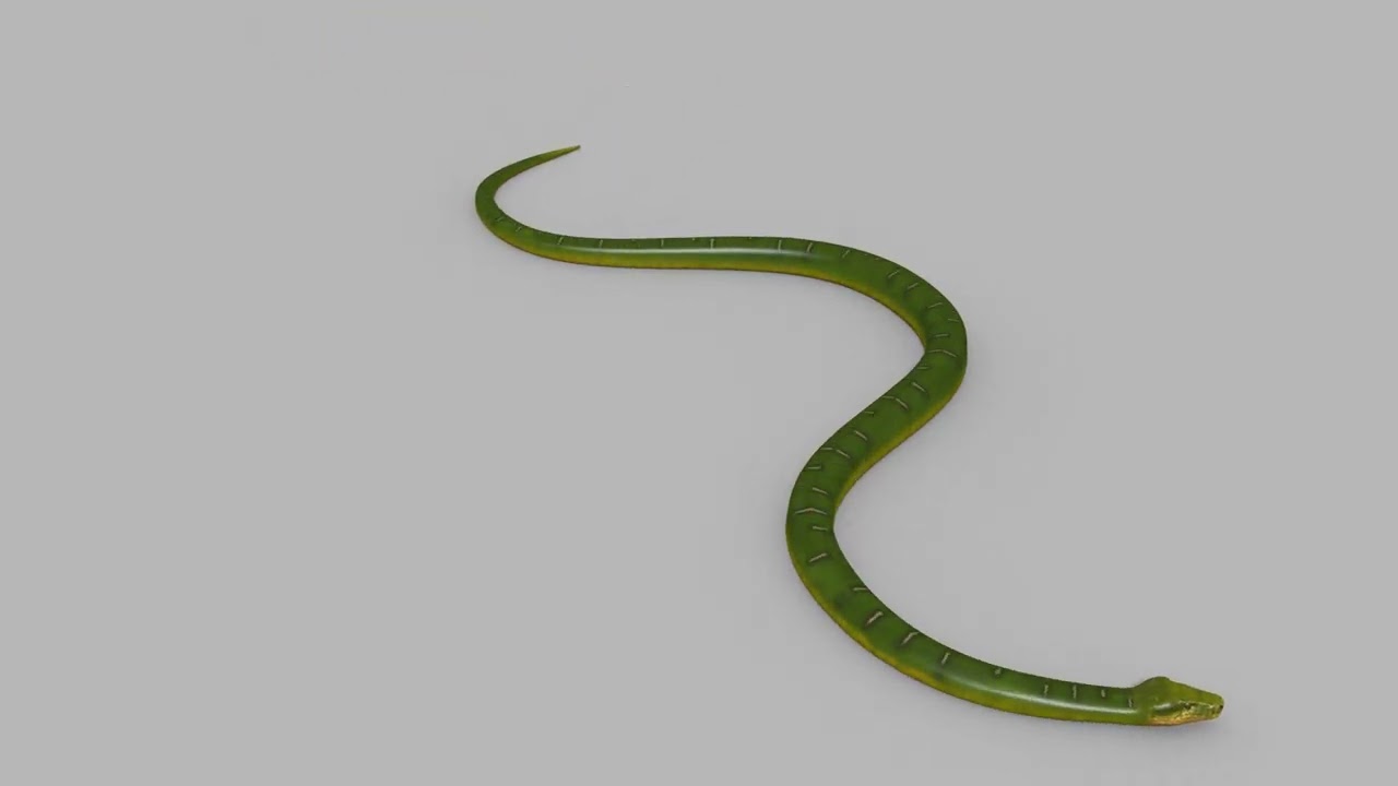 Pro Green Boa Snake - 8k - 3d animated 3D Model