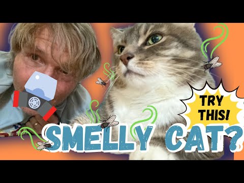 Smelly Cat? Top Stinky Cat Remedies