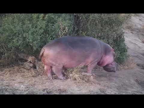 Djuma: Hippo leaves the dam area after marking - 17:29 - 05/07/21