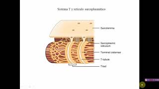 Mecánica Muscular (Parte 1) - Biología Celular y Tisular