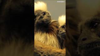 Download lagu Colombia #travel #explore #colombia #wildlife #tours #animals #adventure #trending #digidi #shorts mp3