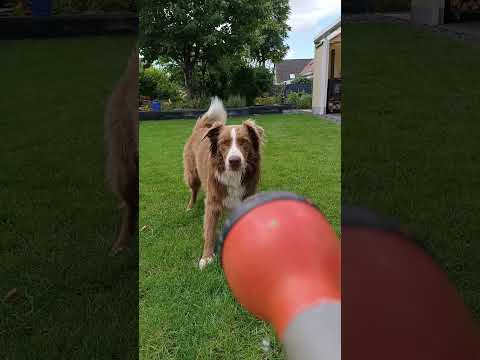 this trend ist soo funny 🐶 love to bring it back... #trend #fypシ゚viral #bordercollie #dogsofyoutube