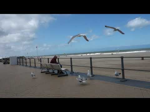 OOSTENDE - Agressieve meeuwen - Agressive seagulls