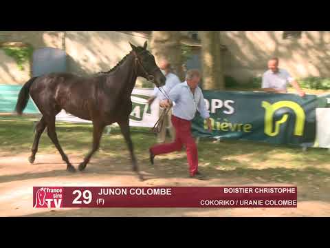 Sprinter Sacré Show 2021 : Lot 29 - Junon Colombe