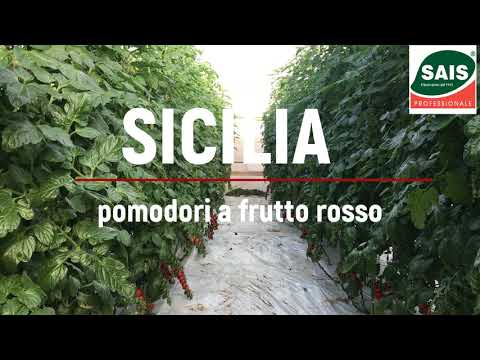 , title : 'Catalogo Sicilia pomodori a frutti rossi'