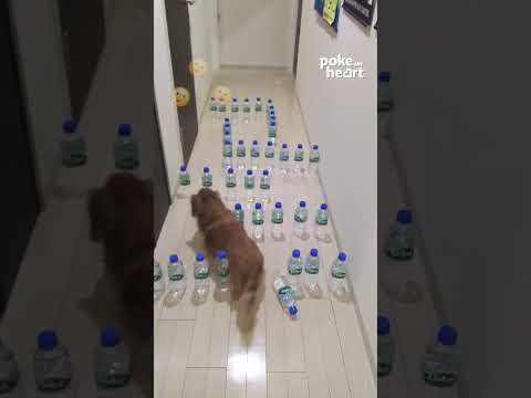 Dog Walks Through Maze of Water Bottles