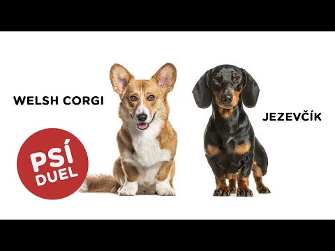 🐶 Je lepší JEZEVČÍK? Nebo vyhrál WELSH CORGI? Mrkněte se...