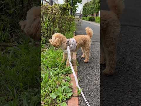経営学科 草をハムハムするトイプードル10ヶ月 #toypoodle #トイプードル #puppy