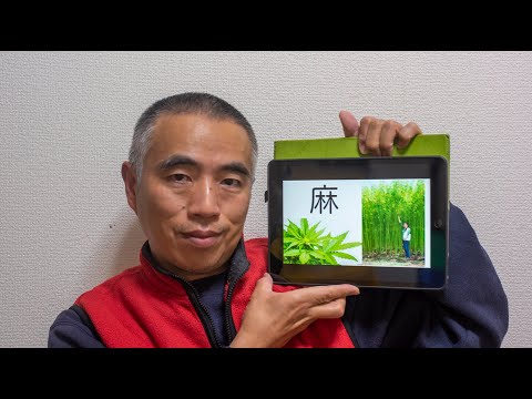 弓麻 植物