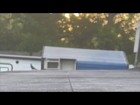 Primera captura de este Pichon El Razu (Abel)