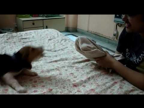 Sufi Beagle attacks thinking this is a real dog :)