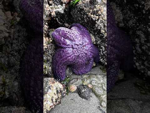 Animals Small To Big Transformation!