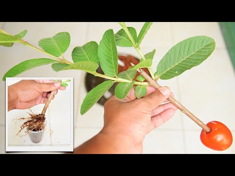 , title : 'Amazing Growing Guava Tree Cutting In A Tomato {New Techniques} Brilliant idea'