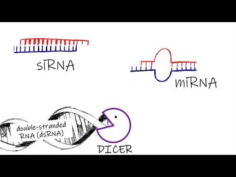CRISPR vs RNAi