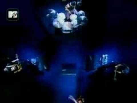 Gold Lion - Pitty