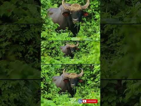 Giant indian bison bull eating beside highway at buxa tiger reserve forest | #shorts #681