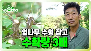 수확량이 3배 증가하는 엄나무 수형 잡기 ㅣ 이제 정지는 필수!!