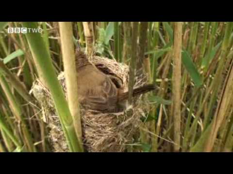 Springwatch - The Cuckoo Story