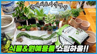새로 구입한 식물&원예자재 가격과 판매처 알아볼까요?? 폭풍 식물쇼핑 하울!!