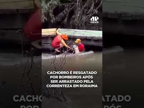 Cachorro é resgatado por bombeiros após ser arrastado pela correnteza em Roraima #shorts