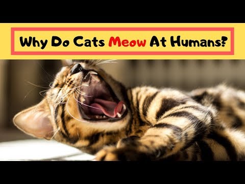 Why Do Cats Meow At Humans | Find Out What This Cat Language Means