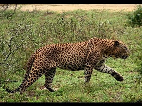 leopardos Subespécies