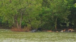 Cows Swimming in Cauvery River